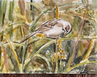 Clay-colored Sparrow at Dixon Meadow Original Watercolor