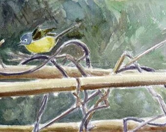 Nashville Warbler on Bean Trellis Watercolor