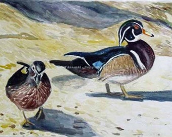 First Wood Ducks of 2011 Watercolor Painting