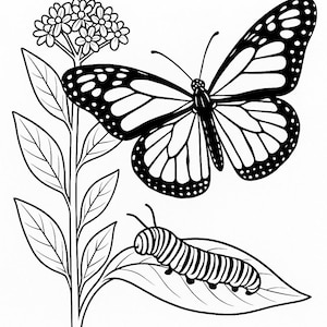 Butterfly Coloring page