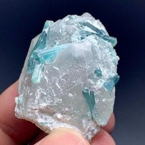 May include: A close-up of a mineral specimen featuring a cluster of vibrant, blue-green tourmaline crystals embedded in a translucent, light-colored matrix. The crystals are elongated and prismatic, with a glassy luster. The matrix has a rough, uneven texture.