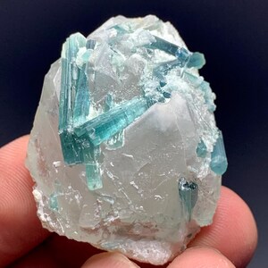 May include: A close-up of a mineral specimen featuring a cluster of teal-colored tourmaline crystals embedded in a clear, crystalline matrix. The crystals are elongated and prismatic, with a glassy luster. The matrix is a pale, translucent color.