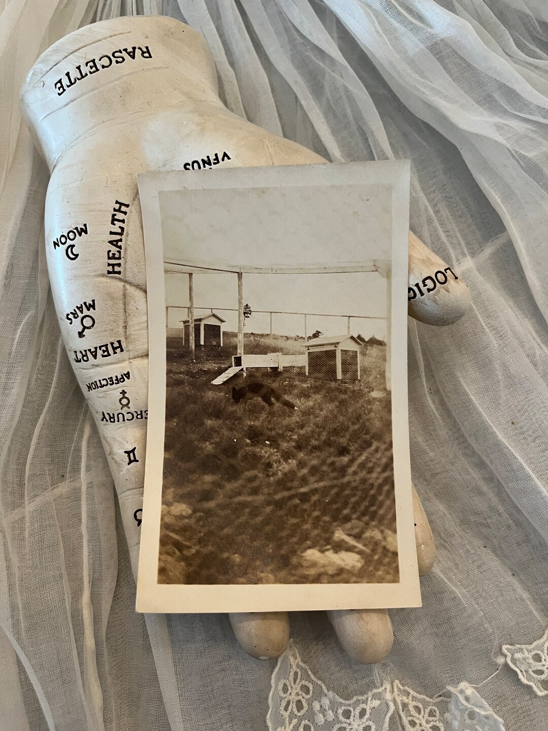 A Fox in the Chicken Coop Vintage Sepia Photograph 1930s40s Etsy