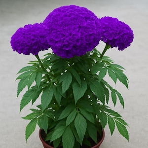 Purple Chrysanthemum Plant - Etsy
