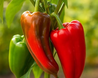 25 Elephant Ears Sweet Pepper Seeds – Heirloom Variety, Large Sweet Garden Peppers