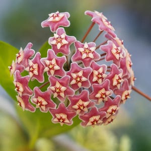 Hoya Pubicalyx Silver Splash Live Plant, Indoor Wax Vine, Easy Tropical Houseplant, Fast-Growing Rooted Cutting