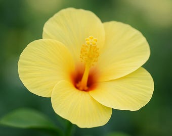 Fort Myers Yellow Hibiscus Bush for Sale Fort Myers Yellow Hibiscus Bush for Sale