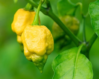 25 Pepper X Seeds: World's Hottest Heirloom Chili - NON-GMO