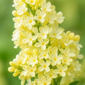 25 Yellow Lilac Seeds – Rare Fragrant Perennial Tree – Golden Blooms for Garden, Landscaping & Cut Flowers