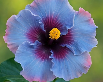 Rare Dark Purple Giant Hibiscus-gorgeous Flower-can Grow Indoors