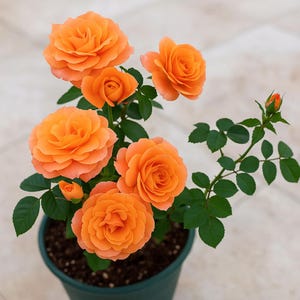 Long Stem Rose Bushes Live - Etsy