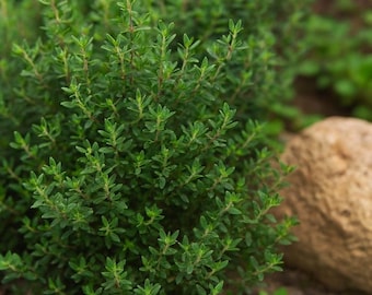 1000 Thyme Seeds - Thymus vulgaris, Heirloom Non-GMO Herb, Culinary & Medicinal Garden Seeds