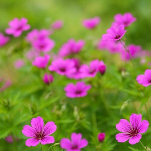 25 Patricia Geranium Seeds - Hardy Perennial, Bright Pink Garden Flower