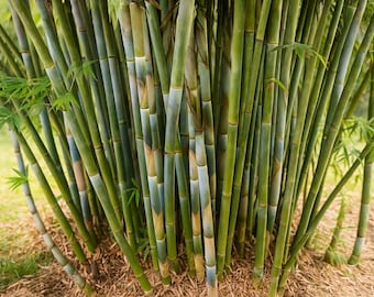Umbrella Bamboo (fargesia Murielae) Seeds - Etsy