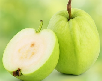 50 Apple Guava Seeds, Tropical Fruit Tree, Exotic Garden Planting