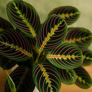 Calathea Seed - Etsy