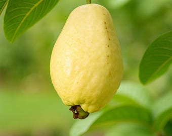 50 Egyptian Yellow Guava Seeds, Rare Exotic Tropical Fruit, Garden Planting