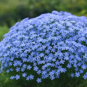 May include: A close-up of a vibrant blue flower cluster. The small, star-shaped flowers are densely packed together, creating a rounded shape. The flowers are a soft blue hue, contrasting with the green foliage in the background. The image showcases the natural beauty of the plant.