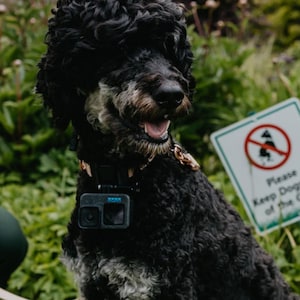 Op de afbeelding: Een zwart-witte hond met een GoPro-camera om zijn nek zit op het gras naast een bord met de tekst "Please Keep Dogs Off of the Grids". Een persoon in een groen pak glimlacht op de achtergrond.