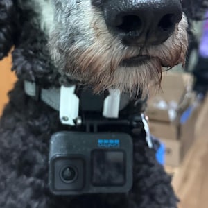 Op de afbeelding: Een zwarte poedel met een grijze halsband met een GoPro-camera bevestigd. De hond heeft een grijze snuit en kijkt naar de camera. De camera is zwart en heeft een blauw scherm.