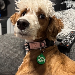 NFC Tap Dog Tag – Instantly Texts You If Your Dog Is Found, Phone Number Printed on Back, No App Needed