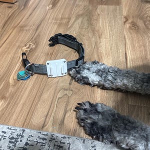 Op de afbeelding: Een grijze en zwarte hondenhalsband met een witte rechthoekige bevestiging en een blauwgroene bedel. De halsband ligt op een houten vloer, met de grijze en zwarte poten van een hond zichtbaar.