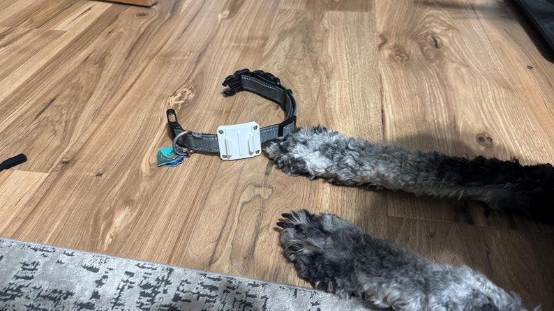 Op de afbeelding: Een grijze en zwarte hondenhalsband met een witte rechthoekige bevestiging en een blauwgroene bedel. De halsband ligt op een houten vloer, met de grijze en zwarte poten van een hond zichtbaar.