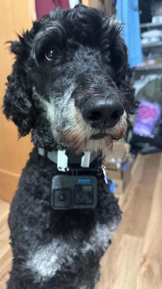 GoPro Dog Collar Mount – Lightweight, Secure, & OEM Compatible