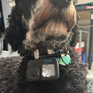 Op de afbeelding: Een zwart-bruine hond met een GoPro-camera aan zijn halsband. De camera is zwart met een zilveren scherm en het GoPro-logo. De hond heeft een pluizige vacht en kijkt recht in de camera.