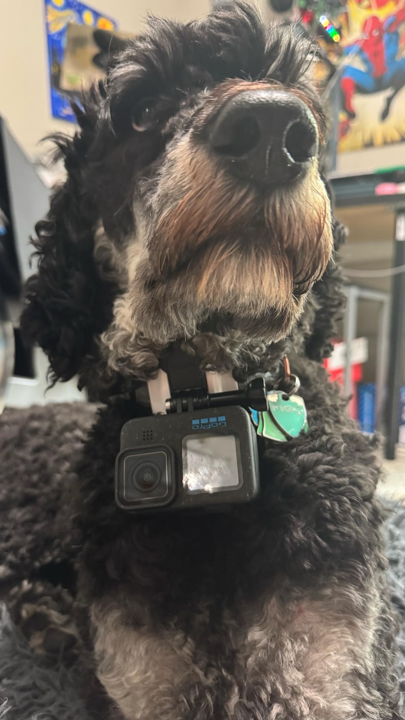 Op de afbeelding: Een zwart-bruine hond met een GoPro-camera aan zijn halsband. De camera is zwart met een zilveren scherm en het GoPro-logo. De hond heeft een pluizige vacht en kijkt recht in de camera.