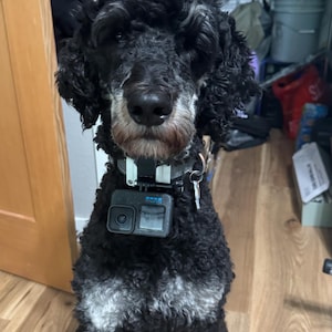 Op de afbeelding: Een zwarte en grijze hond met een GoPro-camera aan zijn halsband. De hond zit op een houten vloer en kijkt in de camera. De vacht van de hond is krullend en de camera is zwart en grijs.