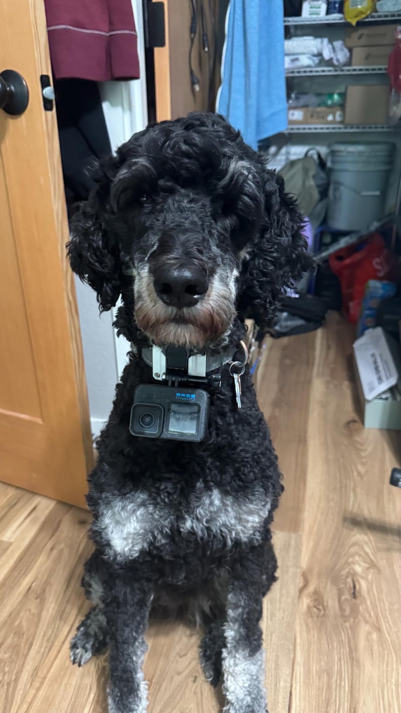Op de afbeelding: Een zwarte en grijze hond met een GoPro-camera aan zijn halsband. De hond zit op een houten vloer en kijkt in de camera. De vacht van de hond is krullend en de camera is zwart en grijs.
