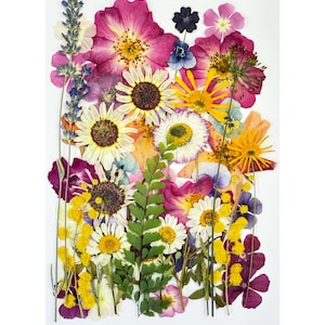 May include: A colourful arrangement of pressed flowers in shades of pink, yellow, white, and purple. The composition features sunflowers, daisies, and other floral elements, creating a botanical display.
