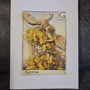 Könnte beinhalten: Gerahmte Illustration mit zwei sich küssenden Feen inmitten gelber Blumen. Die Feen haben detaillierte Flügel und tragen gelbe und braune Kleidung. Das Wort "Gorse" ist am unteren Rand des Bildes aufgedruckt.