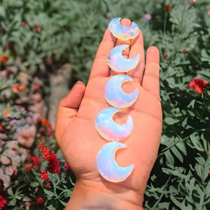 Pode incluir: Uma mão segura cinco cristais opalescentes em forma de meia-lua. Os cristais têm uma cor branca perolada e iridescente azul e rosa. O fundo é uma vista desfocada de folhagem verde e flores vermelhas.