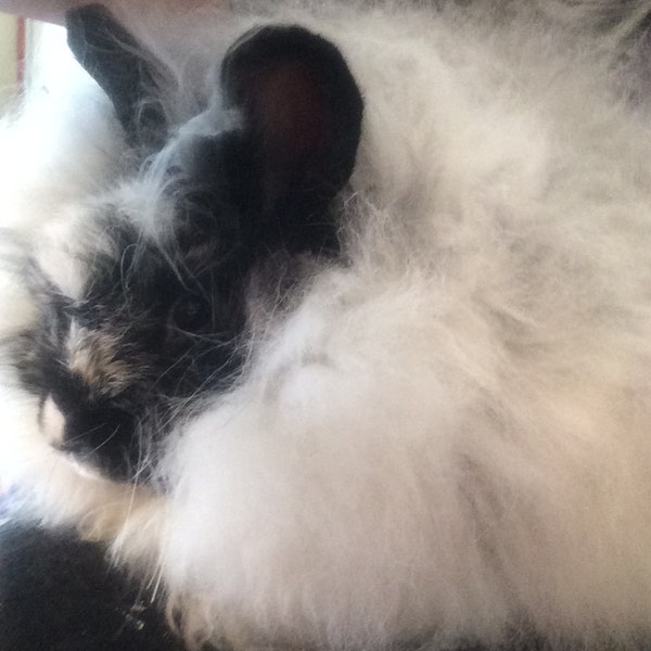 1/2 oz de lapin Angora fibre, Prime, du « BB » cassé noir, lapin Angora Anglais/Français,