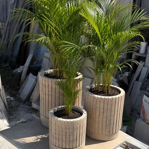 May include: Three cylindrical planters made of light beige stone with vertical fluted detailing. Each planter contains a vibrant green palm plant with long, feathery fronds. The planters are arranged in a cluster, featuring varying heights.