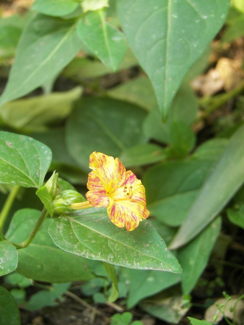 Four O Clock seeds Etsy