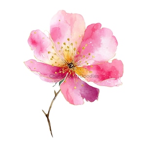 Puede incluir: Pintura a la acuarela de una flor rosa con detalles dorados. La flor tiene múltiples pétalos y un centro amarillo con detalles dorados. El tallo es marrón y el fondo es blanco. El texto "ChuckberryDoodles" es visible.