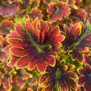 Coleus Plectranthus scutellarioides Samen | Bunte mehrjährige Laubpflanze für Innen- oder Außengarten