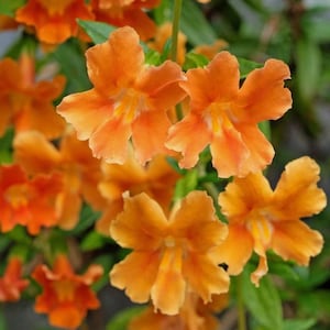 Puede incluir: Primer plano de vibrantes flores naranjas con cinco pétalos, sobre un fondo de hojas verdes. Las flores tienen una apariencia arrugada y un centro amarillo. La imagen muestra la belleza de la naturaleza.