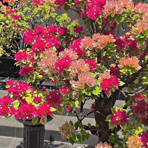 Puede incluir: Imagen vibrante de plantas de buganvillas en plena floración. Las flores muestran una gama de colores, incluyendo rosa brillante, coral y melocotón, sobre un follaje verde. Las plantas están en macetas decorativas, creando una exhibición colorida.
