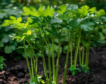 250 semillas de apio de monte / Hierba tradicional Levisticum officinale