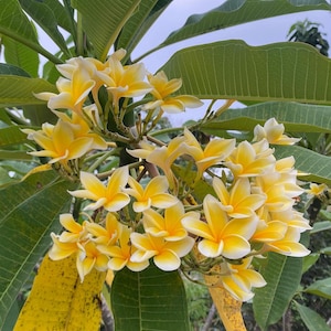 Hawaiian Plumeria Seeds: Fragrant Frangipani Lei Flower, Tropical Blooms