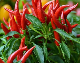 Pimiento picante tailandés / Súper picante SIN OMG