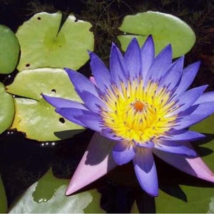 青い蓮の種 5 粒 | 神聖な水生花（Nelumbo nucifera）