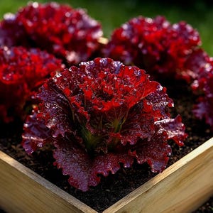 Puede incluir: Primer plano de plantas de lechuga roja vibrante con hojas rizadas, cultivadas en una jardinera de madera. La lechuga tiene un color burdeos intenso, con gotas de agua visibles, lo que sugiere frescura. La imagen está tomada al aire libre, con un fondo verde borroso.