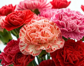 600+ Double Carnation Seeds | Heirloom Dianthus Caryophyllus, Mixed Colors