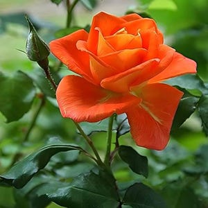 Puede incluir: Primer plano de una rosa naranja vibrante en plena floración, con pétalos superpuestos y un toque de amarillo en el centro. Se ven un capullo verde y hojas, sobre un fondo verde borroso. La rosa es el punto focal.