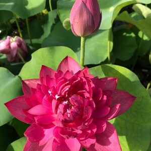 赤い蓮の種 | 池に植える水生花、Nelumbo nucifera